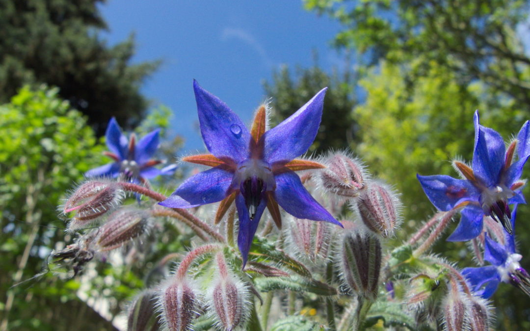 Photo représentant des fleurs de bourrache, qui est une plante annuelle, mellifère, comestible et médicinale.