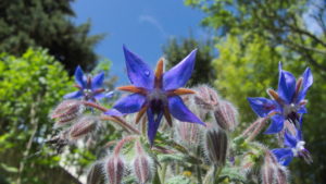 Photo représentant des fleurs de bourrache, qui est une plante annuelle, mellifère, comestible et médicinale.