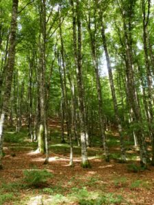 Photo d'une forêt en Auvergne en été.