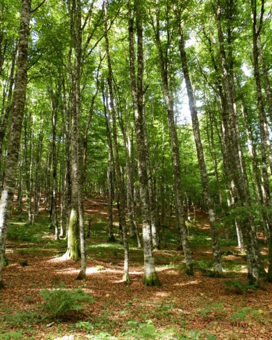 Photo d'une forêt en Auvergne en été.