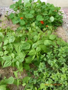 Coin de potager avec des haricots, de la mélisse et des capucines, le sol étant paillé pour limiter l'évaporation