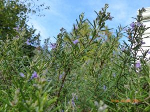 Romarin en fleurs en automne