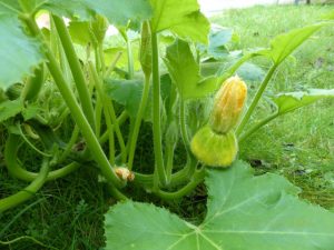 Potager toit
