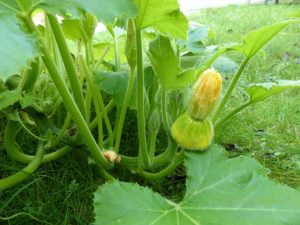 Potager avec culture de patissons