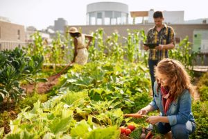 permaculture sur un toit