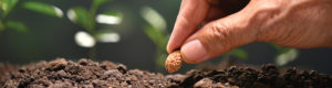 Main qui sème une graine dans la terre