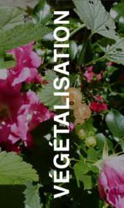 Mot végétalisation sur une photo montrant des groseilles et des rosiers roses